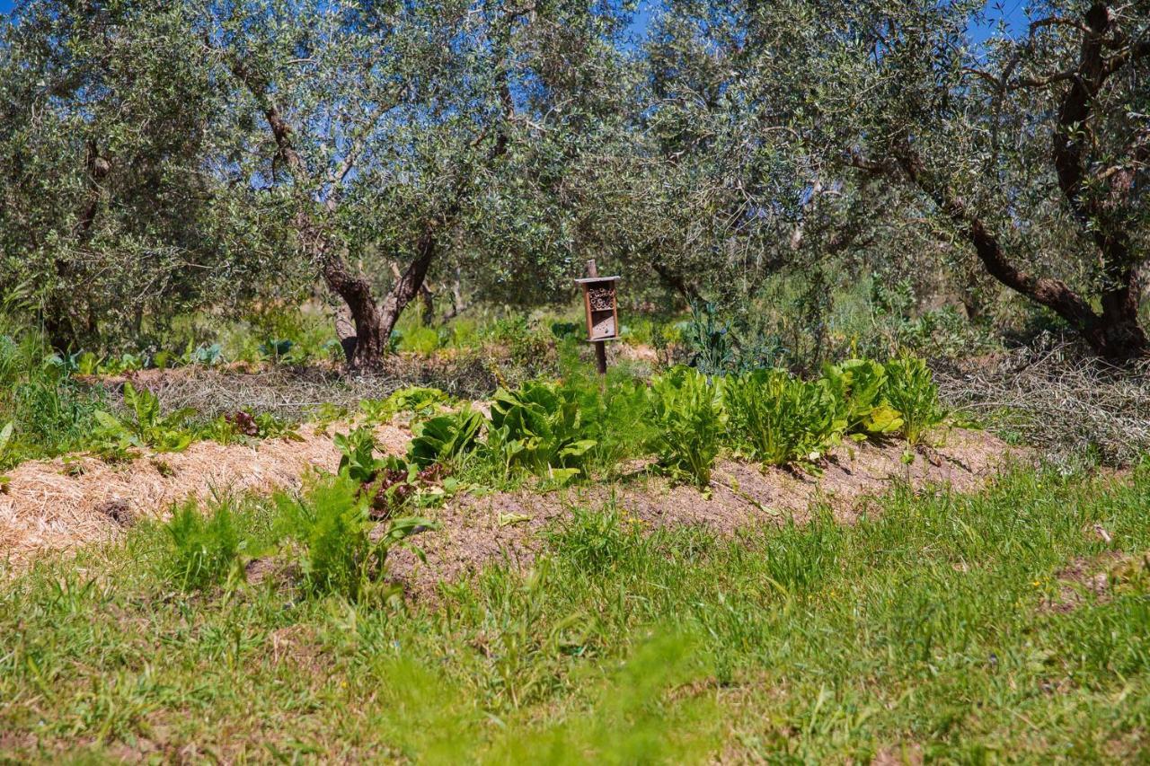 Agriturismo Biologico Piccapane Bed and Breakfast Cutrofiano Esterno foto